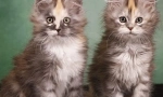 Jak si vybrat kotě maine coon